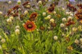 Firewheel Flowers Blooming Along Outer Banks Highway Royalty Free Stock Photo