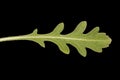 Firewheel (Gaillardia pulchella). Leaf Closeup