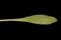 Firewheel (Gaillardia pulchella). Leaf Closeup Royalty Free Stock Photo