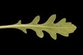 Firewheel (Gaillardia pulchella). Leaf Closeup