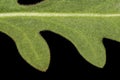 Firewheel (Gaillardia pulchella). Leaf Detail Closeup