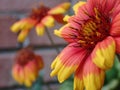 Firewheel Red and Yellow Flowers