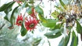 Firewheel tree red flowers, California USA. Australian white beefwood oak, stenocarpus sinuatus unusual unique original