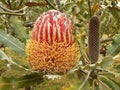 Firewood banksia