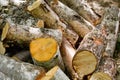 Firewood birch stacked background textured forest environment