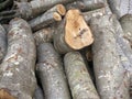 Firewood bundle of sawn tree top view
