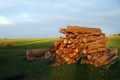 Firewood chopped and stacked to dry