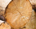 Firewood close-up