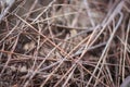 Firewood close up. Tree branches. Wooden sticks background. Bonfire concept. Bundle of sticks. Campfite concept. Twigs close up.