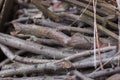 Firewood close up. Tree branches. Wooden sticks background. Bonfire concept. Bundle of sticks. Campfite concept. Twigs close up.