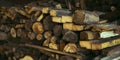 Firewood closeup. Different types of wood harvested for winter