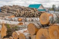 Firewood cut tree trunk logs stacked prepared. Deforestation for Industrial production. Freshly cut tree wooden logs Royalty Free Stock Photo