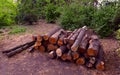 Firewood on the ground in the wood / park