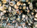 Firewood for home heating is stacked in an even pile. wood texture. logs, firewood are stacked next to each other. natural heating Royalty Free Stock Photo