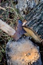 Firewood and logs in countryside house backyard Royalty Free Stock Photo