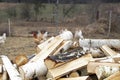 Firewood logs on the ground. Natural background with copy space Royalty Free Stock Photo