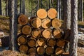 Firewood logs of pine tree stacked between pine tree trunks in the forest Royalty Free Stock Photo