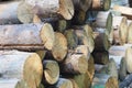 The firewood is neatly stacked. Sawmill, logs.