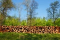 Firewood pile outdoor Royalty Free Stock Photo