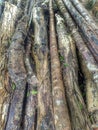 Firewood pile with rotten logs