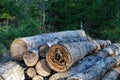 Firewood pile with rotten logs Royalty Free Stock Photo