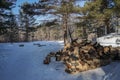 Firewood pile on snowy floor in front of the house for warmth in winter