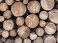 Firewood pile stacked . Woodpile of round logs . Chopped wood trunks as background Royalty Free Stock Photo