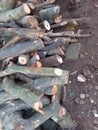 Firewood piles for the winter