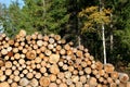 Firewood Stacked in Autumn Forest Royalty Free Stock Photo