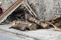 Firewood is stacked in front of a house in a rural area. pile of firewood