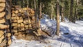 The firewood is stacked in a woodpile on the edge of a coniferous forest. Royalty Free Stock Photo