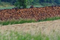 Firewood stock for Winter Royalty Free Stock Photo