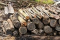 Firewood trees nature fire energy Royalty Free Stock Photo