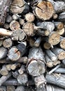 Firewood for the winter or for preraring coal