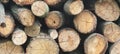 Firewood for the winter, stacks of firewood, pile of firewood Royalty Free Stock Photo