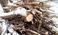 Firewood in woods covered with snow. In winter, a close-up of sawed trees. The logs collected for the fire. Royalty Free Stock Photo