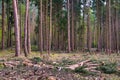 Firewoods lying in the pine forest, Hessen, Germany Royalty Free Stock Photo