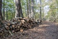 stack of firewood on path by trees in forest Royalty Free Stock Photo