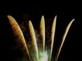 Firework amusement entertainment fun - at night Royalty Free Stock Photo