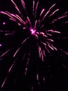 Firework exploding into pink  lights Royalty Free Stock Photo