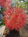 firework flower bloom perfectly look beautiful