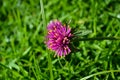 Firework flower blooming