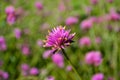 Firework flower