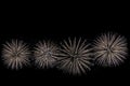 Fireworks on black background for cut out. For celebration design. Abstract firework display background. Royalty Free Stock Photo