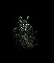 Fireworks in the dark sky, bright flashes, bright flashes, holiday atmosphere,