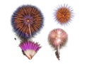 Fireworks display isolated on white background Royalty Free Stock Photo