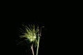 Fireworks display night - London, UK Royalty Free Stock Photo