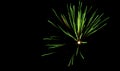 Fireworks explosion close-up. Green sparks from the explosion of fireworks in the black night sky. Beautiful fireworks at the cele Royalty Free Stock Photo