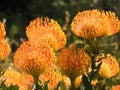 Fireworks flower Leucospermum Steals in flower, South Africa