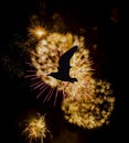 Fireworks show with silhouette of a flying bird - London